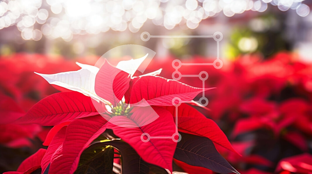 Intra Συλλεκτικό Ξύλινο Παζλ Plywood  4mm - Κόκκινο και λευκό λουλούδι Poinsettia στον διακοσμητικό κήπο Σε Ξύλινο Κουτί - Διαστάσεις: 10x10 cm – 25 κομμάτια