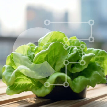 Intra Συλλεκτικό Ξύλινο Παζλ Plywood  4mm - Φρέσκο ​​και υγιεινό φυτό μαρουλιού σε ξύλινο τραπέζι Σε Ξύλινο Κουτί - Διαστάσεις: 10x10 cm – 25 κομμάτια - Image 1