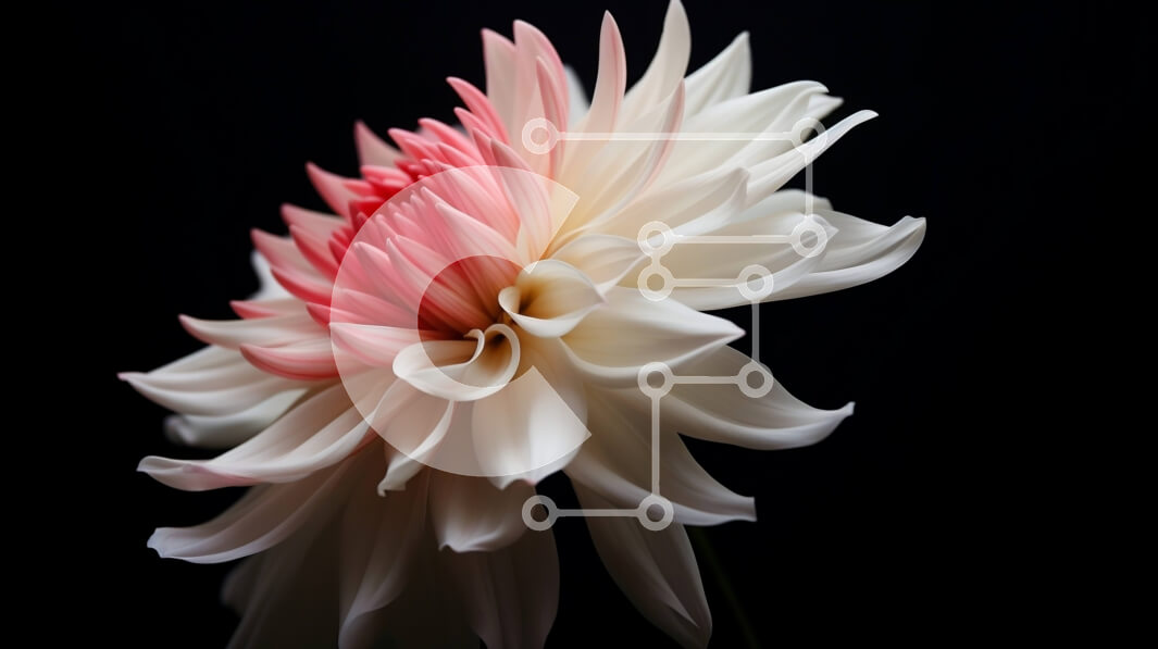 Intra Συλλεκτικό Ξύλινο Παζλ Plywood  4mm - Μονό ροζ και άσπρο λουλούδι σε μαύρο φόντο Σε Ξύλινο Κουτί - Διαστάσεις: 10x10 cm – 25 κομμάτια