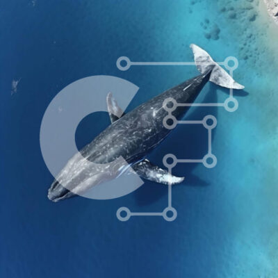 Intra Συλλεκτικό Ξύλινο Παζλ Plywood  4mm - Εναέρια άποψη της μπλε φάλαινας που κολυμπά στον ωκεανό Σε Ξύλινο Κουτί - Διαστάσεις: 10x10 cm – 25 κομμάτια - Image 1