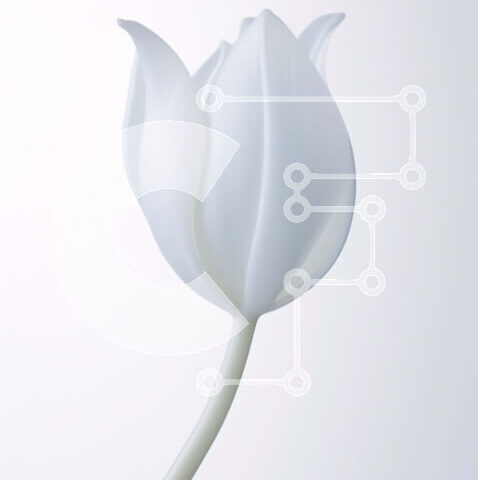 Intra Συλλεκτικό Ξύλινο Παζλ Plywood  4mm - Όμορφη κινηματογράφηση σε πρώτο πλάνο ενός ενιαίου λευκού λουλουδιού τουλίπας Σε Ξύλινο Κουτί - Διαστάσεις: 10x10 cm – 25 κομμάτια - Image 1