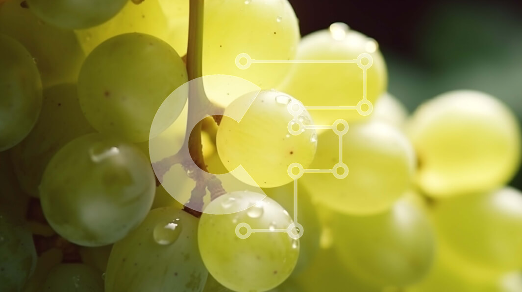 Intra Συλλεκτικό Ξύλινο Παζλ Plywood  4mm - Πράσινα σταφύλια που κρέμονται από ένα αμπέλι Σε Ξύλινο Κουτί - Διαστάσεις: 10x10 cm – 25 κομμάτια