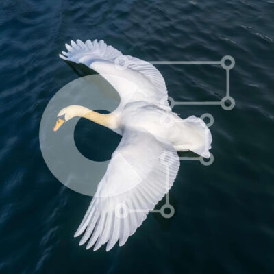 Intra Συλλεκτικό Ξύλινο Παζλ Plywood  4mm - Λευκός Κύκνος σε πτήση πάνω από το νερό Σε Ξύλινο Κουτί - Διαστάσεις: 10x10 cm – 25 κομμάτια - Image 1