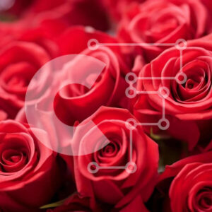 Intra Συλλεκτικό Ξύλινο Παζλ Plywood  4mm - Μπουκέτο με κόκκινα τριαντάφυλλα για κάθε περίσταση Σε Ξύλινο Κουτί - Διαστάσεις Puzzle: 10x10 cm – 25 κομμάτια