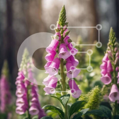 Intra Συλλεκτικό Ξύλινο Παζλ Plywood  4mm - Ροζ Foxglove λουλούδια στο δάσος Σε Ξύλινο Κουτί - Διαστάσεις: 10x10 cm – 25 κομμάτια - Image 1