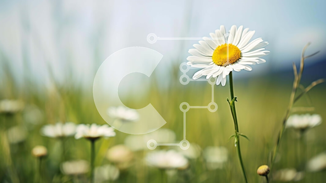 Intra Συλλεκτικό Ξύλινο Παζλ Plywood  4mm - Όμορφη λευκή μαργαρίτα στο ανοιχτό πεδίο Σε Ξύλινο Κουτί - Διαστάσεις: 10x10 cm – 25 κομμάτια