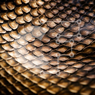 Intra Συλλεκτικό Ξύλινο Παζλ Plywood  4mm - Κοντινό πλάνο με χρυσές κλίμακες φιδιού με λαμπερό εφέ Σε Ξύλινο Κουτί - Διαστάσεις: 10x10 cm – 25 κομμάτια - Image 1