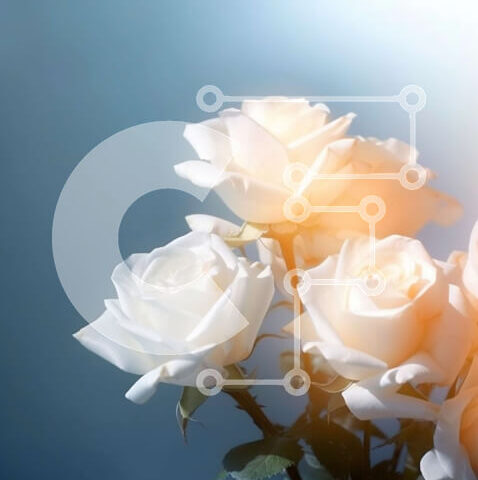 Intra Συλλεκτικό Ξύλινο Παζλ Plywood  4mm - Εκπληκτική εικόνα λευκών τριαντάφυλλων σε ζωντανό μπλε φόντο Σε Ξύλινο Κουτί - Διαστάσεις Puzzle: 10x10 cm – 25 κομμάτια - Image 1