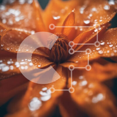 Intra Συλλεκτικό Ξύλινο Παζλ Plywood  4mm - Πορτοκαλί λουλούδι με σταγονίδια νερού Σε Ξύλινο Κουτί - Διαστάσεις: 10x10 cm – 25 κομμάτια - Image 1