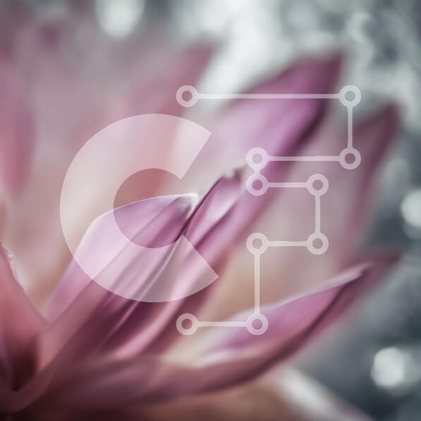 Intra Συλλεκτικό Ξύλινο Παζλ Plywood  4mm - Κοντινό πλάνο ενός ροζ λουλουδιού με ευαίσθητα πέταλα Σε Ξύλινο Κουτί - Διαστάσεις: 10x10 cm – 25 κομμάτια