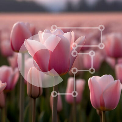 Intra Συλλεκτικό Ξύλινο Παζλ Plywood  4mm - Εκπληκτική εικόνα ενός χωραφιού με ροζ τουλίπες στο ηλιοβασίλεμα Σε Ξύλινο Κουτί - Διαστάσεις: 10x10 cm – 25 κομμάτια - Image 1