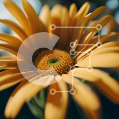 Intra Συλλεκτικό Ξύλινο Παζλ Plywood  4mm - Όμορφη κινηματογράφηση σε πρώτο πλάνο μιας κίτρινης μαργαρίτας με πράσινα φύλλα και καφέ κέντρο Σε Ξύλινο Κουτί - Διαστάσεις: 10x10 cm – 25 κομμάτια - Image 1