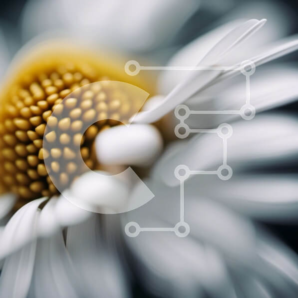 Intra Συλλεκτικό Ξύλινο Παζλ Plywood  4mm - Κοντινό πλάνο μιας λευκής μαργαρίτας με ένα κίτρινο κέντρο Σε Ξύλινο Κουτί - Διαστάσεις: 10x10 cm – 25 κομμάτια