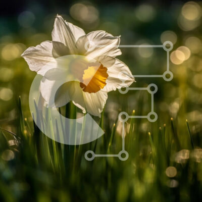 Intra Συλλεκτικό Ξύλινο Παζλ Plywood  4mm - Όμορφη εικόνα ενός λουλουδιού λευκού ασφόδελου που στέκεται ψηλά σε ένα χωράφι με πράσινο γρασίδι Σε Ξύλινο Κουτί - Διαστάσεις: 10x10 cm – 25 κομμάτια - Image 1