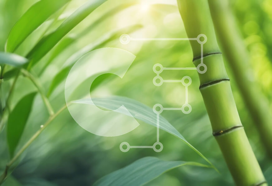 Intra Συλλεκτικό Ξύλινο Παζλ Plywood  4mm - Κοντινό πλάνο με κοτσάνια μπαμπού στο δάσος με το φως του ήλιου Σε Ξύλινο Κουτί - Διαστάσεις: 10x10 cm – 25 κομμάτια