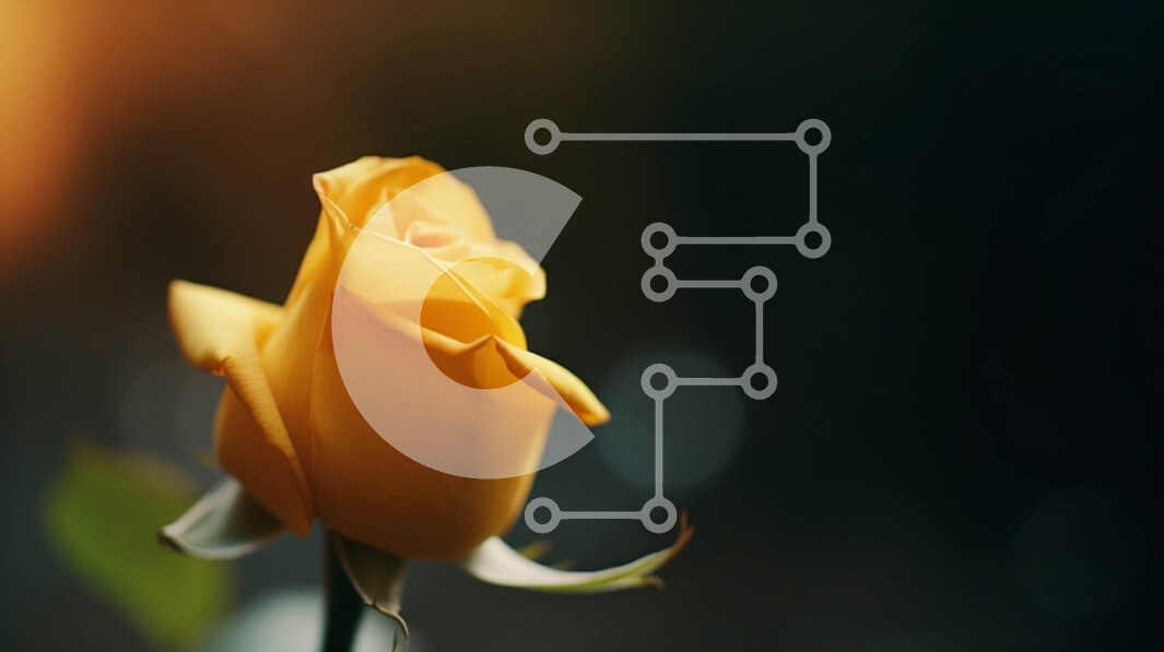 Intra Συλλεκτικό Ξύλινο Παζλ Plywood  4mm - Κίτρινο τριαντάφυλλο σε πλήρη άνθιση Σε Ξύλινο Κουτί - Διαστάσεις: 10x10 cm – 25 κομμάτια