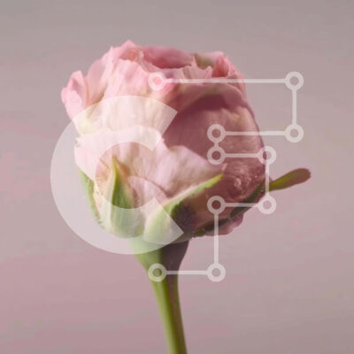 Intra Συλλεκτικό Ξύλινο Παζλ Plywood  4mm - Ζωντανό και όμορφο ροζ τριαντάφυλλο σε πλήρη άνθιση Σε Ξύλινο Κουτί - Διαστάσεις: 10x10 cm – 25 κομμάτια - Image 1