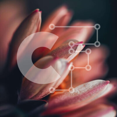 Intra Συλλεκτικό Ξύλινο Παζλ Plywood  4mm - Ζωντανό πορτοκαλί λουλούδι σε πλήρη άνθιση Σε Ξύλινο Κουτί - Διαστάσεις: 10x10 cm – 25 κομμάτια - Image 1