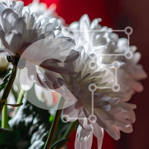 Intra Συλλεκτικό Ξύλινο Παζλ Plywood  4mm - Φρέσκα λευκά λουλούδια σε βάζο σε φόντο κόκκινες κουρτίνες Σε Ξύλινο Κουτί - Διαστάσεις Puzzle: 10x10 cm – 25 κομμάτια - Image 1