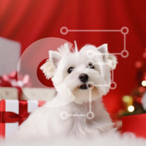 Intra Συλλεκτικό Ξύλινο Παζλ Plywood  4mm - White Westie Dog που γιορτάζει την εορταστική περίοδο με κόκκινα δώρα και διακοσμήσεις Σε Ξύλινο Κουτί - Διαστάσεις: 10x10 cm – 25 κομμάτια