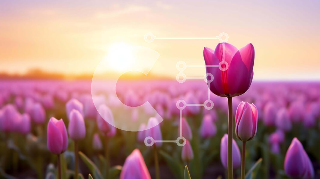 Intra Συλλεκτικό Ξύλινο Παζλ Plywood  4mm - Ροζ τουλίπα σε ένα χωράφι με λουλούδια στο ηλιοβασίλεμα Σε Ξύλινο Κουτί - Διαστάσεις: 10x10 cm – 25 κομμάτια