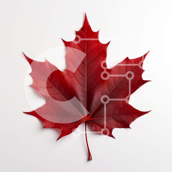 Intra Συλλεκτικό Ξύλινο Παζλ Plywood  4mm - Κόκκινο φύλλο σφενδάμου σε άσπρο φόντο Σε Ξύλινο Κουτί - Διαστάσεις: 10x10 cm – 25 κομμάτια