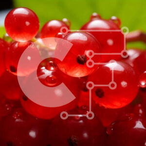 Intra Συλλεκτικό Ξύλινο Παζλ Plywood  4mm - Φρέσκα και ζουμερά κόκκινα μούρα με σταγονίδια νερού Σε Ξύλινο Κουτί - Διαστάσεις: 10x10 cm – 25 κομμάτια