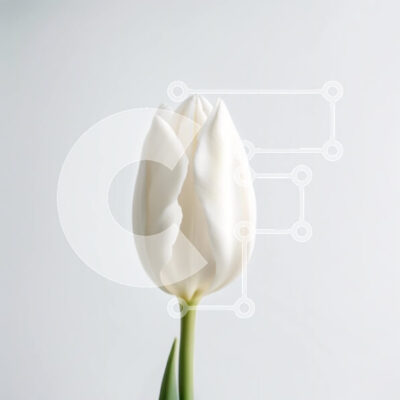 Intra Συλλεκτικό Ξύλινο Παζλ Plywood 4mm - Όμορφη εικόνα ενός λευκού λουλουδιού τουλίπας σε γκρι φόντο Σε Ξύλινο Κουτί - Διαστάσεις: 10x10 cm – 25 κομμάτια - Image 1