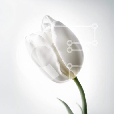 Intra Συλλεκτικό Ξύλινο Παζλ Plywood 4mm - Όμορφη εικόνα ενός λευκού λουλουδιού τουλίπας σε γκρι φόντο Σε Ξύλινο Κουτί - Διαστάσεις: 10x10 cm – 25 κομμάτια - Image 1