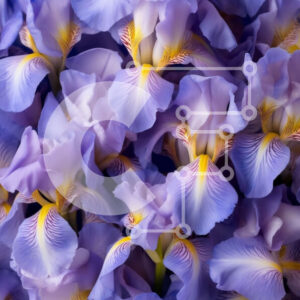 Intra Συλλεκτικό Ξύλινο Παζλ Plywood  4mm - Όμορφη κινηματογράφηση σε πρώτο πλάνο από μωβ λουλούδια ίριδας με κίτρινα κέντρα Σε Ξύλινο Κουτί - Διαστάσεις: 10x10 cm – 25 κομμάτια