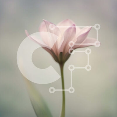 Intra Συλλεκτικό Ξύλινο Παζλ Plywood  4mm - Όμορφη εικόνα ενός ροζ λουλουδιού με πράσινα φύλλα Σε Ξύλινο Κουτί - Διαστάσεις: 10x10 cm – 25 κομμάτια - Image 1