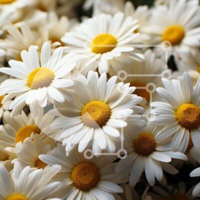 Intra Συλλεκτικό Ξύλινο Παζλ Plywood 4mm - Όμορφη εικόνα λευκών μαργαριτών σε βάζο Σε Ξύλινο Κουτί - Διαστάσεις: 10x10 cm – 25 κομμάτια - Image 1