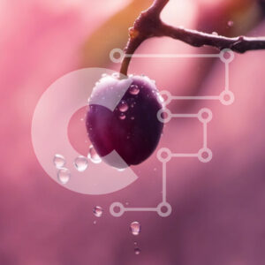 Intra Συλλεκτικό Ξύλινο Παζλ Plywood  4mm - Φρέσκα δαμάσκηνα που κρέμονται από ένα κλαδί με σταγονίδια νερού Σε Ξύλινο Κουτί - Διαστάσεις: 10x10 cm – 25 κομμάτια