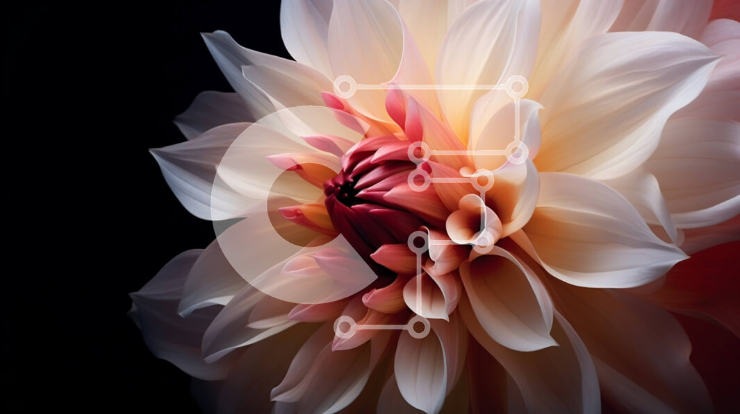 Intra Συλλεκτικό Ξύλινο Παζλ Plywood  4mm - Κοντινό πλάνο ενός ροζ και λευκού λουλουδιού σε μαύρο φόντο Σε Ξύλινο Κουτί - Διαστάσεις: 10x10 cm – 25 κομμάτια