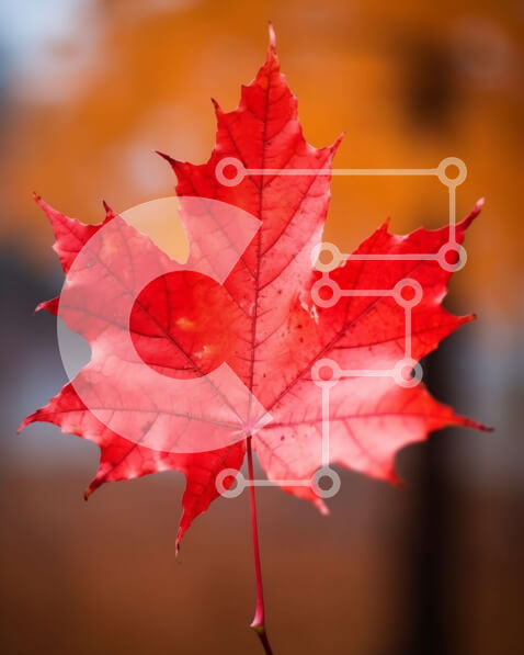 Intra Συλλεκτικό Ξύλινο Παζλ Plywood  4mm - Κόκκινο φύλλο σφενδάμου σε κλαδί δέντρου Σε Ξύλινο Κουτί - Διαστάσεις: 10x10 cm – 25 κομμάτια