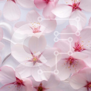 Intra Συλλεκτικό Ξύλινο Παζλ Plywood  4mm - Συστάδα από ροζ άνθη κερασιάς σε ένα τραπέζι Σε Ξύλινο Κουτί - Διαστάσεις: 10x10 cm – 25 κομμάτια