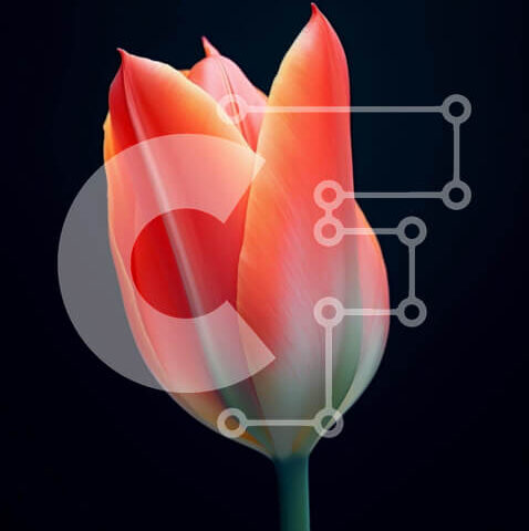 Intra Συλλεκτικό Ξύλινο Παζλ Plywood  4mm - Ζωντανό κόκκινο λουλούδι τουλίπας σε πλήρη άνθιση Σε Ξύλινο Κουτί - Διαστάσεις: 10x10 cm – 25 κομμάτια - Image 1