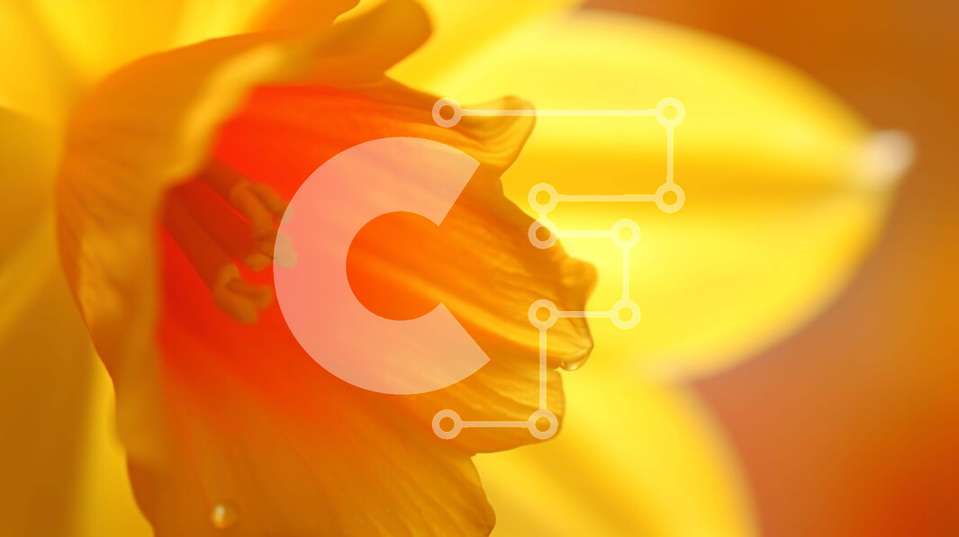 Intra Συλλεκτικό Ξύλινο Παζλ Plywood  4mm - Κοντινό πλάνο του ανθισμένου πορτοκαλιού λουλουδιού την άνοιξη Σε Ξύλινο Κουτί - Διαστάσεις: 10x10 cm – 25 κομμάτια