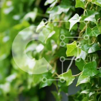Intra Συλλεκτικό Ξύλινο Παζλ Plywood  4mm - Φυτό Green Ivy σε πολυκατοικία Σε Ξύλινο Κουτί - Διαστάσεις: 10x10 cm – 25 κομμάτια - Image 1
