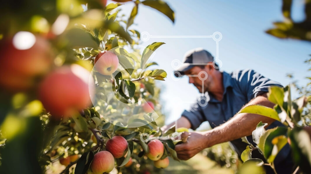 Intra Συλλεκτικό Ξύλινο Παζλ Plywood  4mm - Άνθρωπος που μαζεύει μήλα από μια μηλιά σε ένα περιβόλι Σε Ξύλινο Κουτί - Διαστάσεις: 10x10 cm – 25 κομμάτια