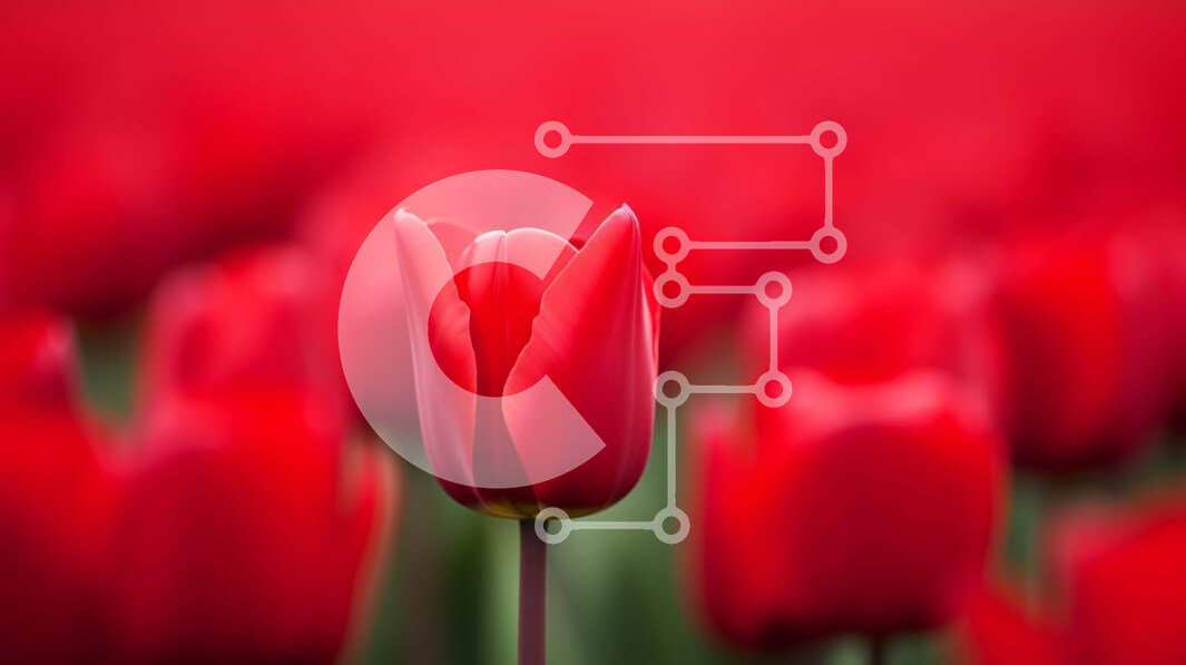 Intra Συλλεκτικό Ξύλινο Παζλ Plywood  4mm - Μοναδική κόκκινη τουλίπα που ξεχωρίζει ανάμεσα στα λουλούδια Σε Ξύλινο Κουτί - Διαστάσεις: 10x10 cm – 25 κομμάτια