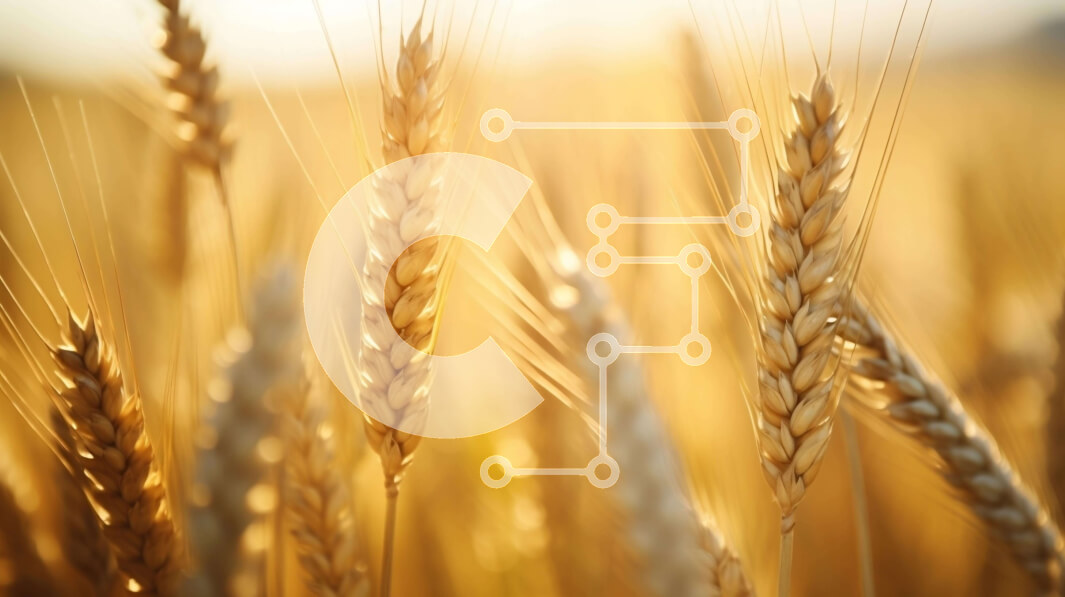 Intra Συλλεκτικό Ξύλινο Παζλ Plywood  4mm - Χρυσό Σιτάρι Έτοιμο για Συγκομιδή Σε Ξύλινο Κουτί - Διαστάσεις: 10x10 cm – 25 κομμάτια