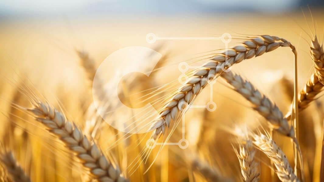 Intra Συλλεκτικό Ξύλινο Παζλ Plywood  4mm - Κοντινό πλάνο των αυτιών σίτου σε ένα ανοιχτό χωράφι Σε Ξύλινο Κουτί - Διαστάσεις: 10x10 cm – 25 κομμάτια