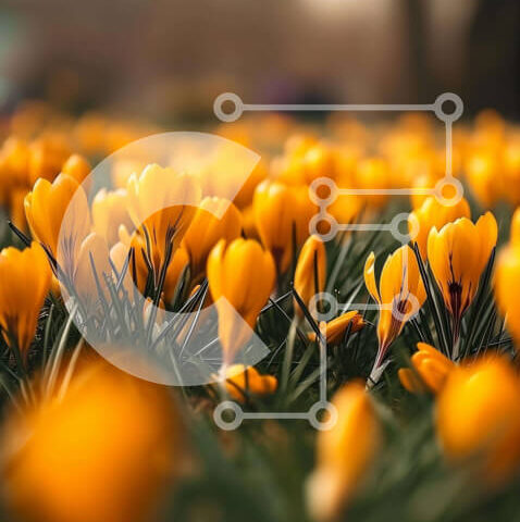 Intra Συλλεκτικό Ξύλινο Παζλ Plywood  4mm - Ανθισμένα κίτρινα λουλούδια κρόκου στον ανοιξιάτικο κήπο Σε Ξύλινο Κουτί - Διαστάσεις: 10x10 cm – 25 κομμάτια - Image 1