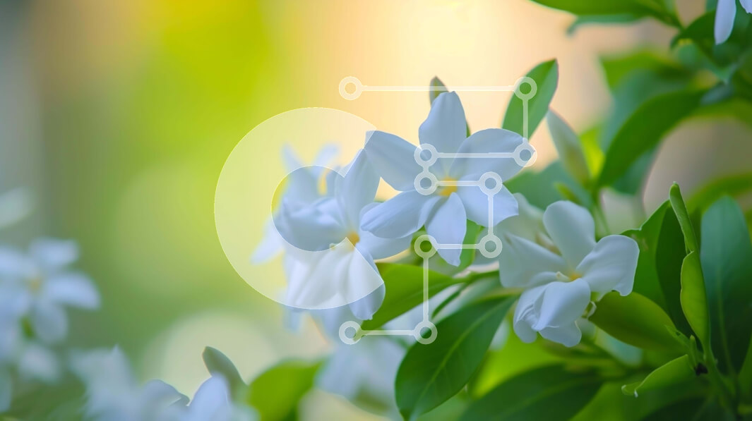 Intra Συλλεκτικό Ξύλινο Παζλ Plywood  4mm - Κοντινό πλάνο ανθισμένα λευκά λουλούδια σε πράσινα φύλλα Σε Ξύλινο Κουτί - Διαστάσεις: 10x10 cm – 25 κομμάτια