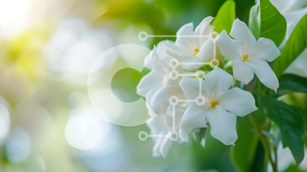 Intra Συλλεκτικό Ξύλινο Παζλ Plywood  4mm - Κοντινό πλάνο ανθισμένα λευκά λουλούδια σε φυσικό περιβάλλον Σε Ξύλινο Κουτί - Διαστάσεις: 10x10 cm – 25 κομμάτια