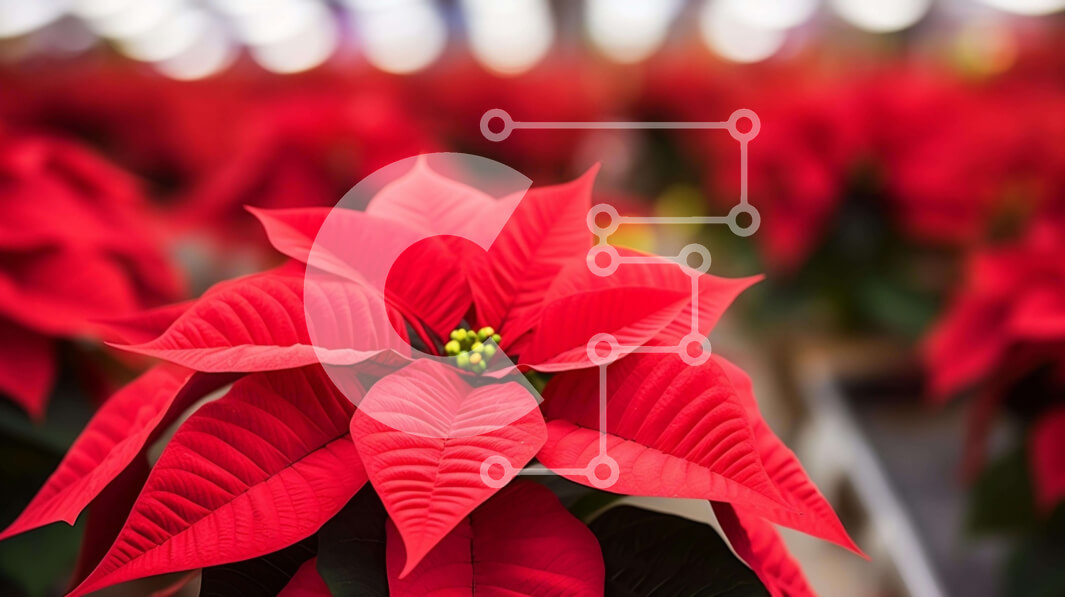 Intra Συλλεκτικό Ξύλινο Παζλ Plywood  4mm - Κόκκινα λουλούδια Poinsettia για εορταστική διακόσμηση Σε Ξύλινο Κουτί - Διαστάσεις: 10x10 cm – 25 κομμάτια