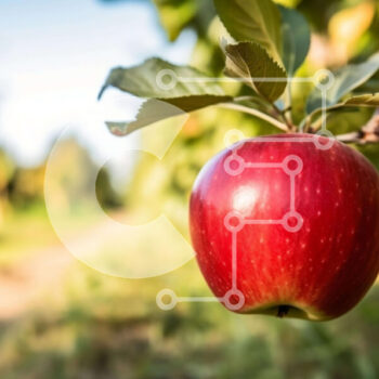 Intra Συλλεκτικό Ξύλινο Παζλ Plywood  4mm - Φρέσκο ​​κόκκινο μήλο στον κλάδο δέντρων στον οπωρώνα Σε Ξύλινο Κουτί - Διαστάσεις: 10x10 cm – 25 κομμάτια - Image 1