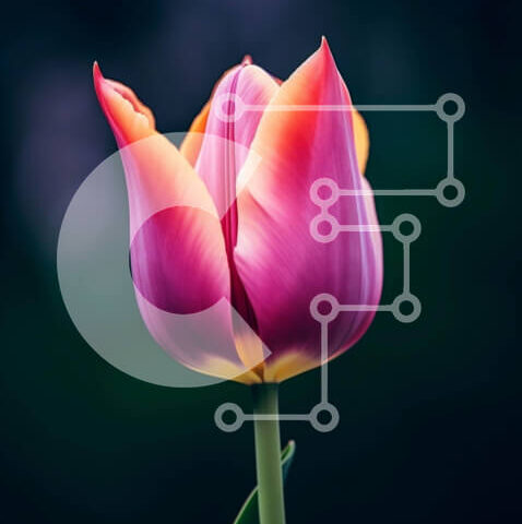 Intra Συλλεκτικό Ξύλινο Παζλ Plywood  4mm - Ζωντανό ροζ και κίτρινο λουλούδι τουλίπας σε άνθιση Σε Ξύλινο Κουτί - Διαστάσεις: 10x10 cm – 25 κομμάτια - Image 1