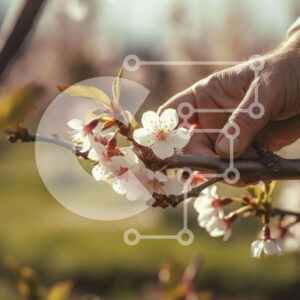 Intra Συλλεκτικό Ξύλινο Παζλ Plywood  4mm - Το χέρι απλώνει το κλαδί μηλιάς με τα λευκά άνθη Σε Ξύλινο Κουτί - Διαστάσεις: 10x10 cm – 25 κομμάτια